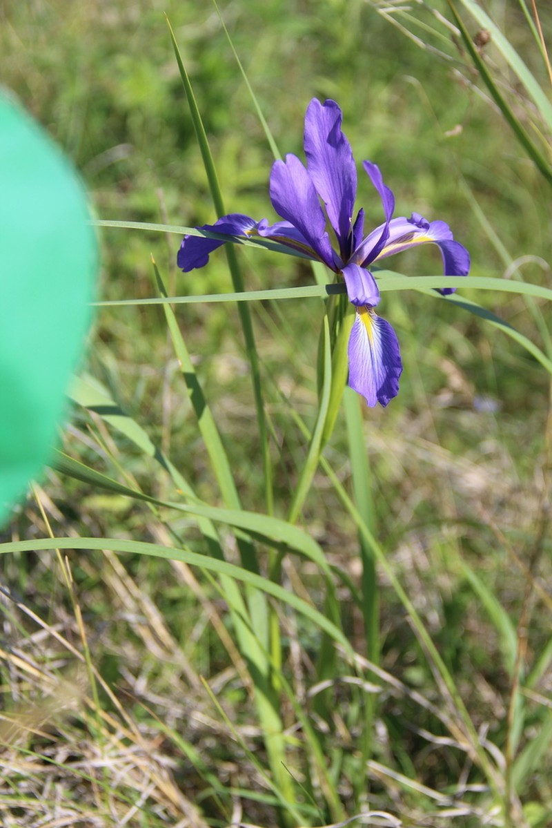 Iris notha photo 6