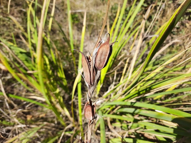 Iris notha photo 7