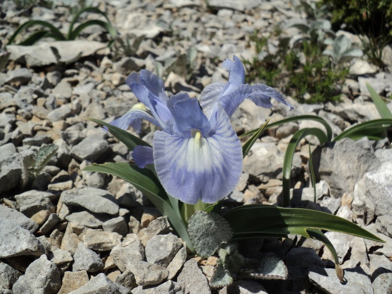 Iris nusairiensis photo 2