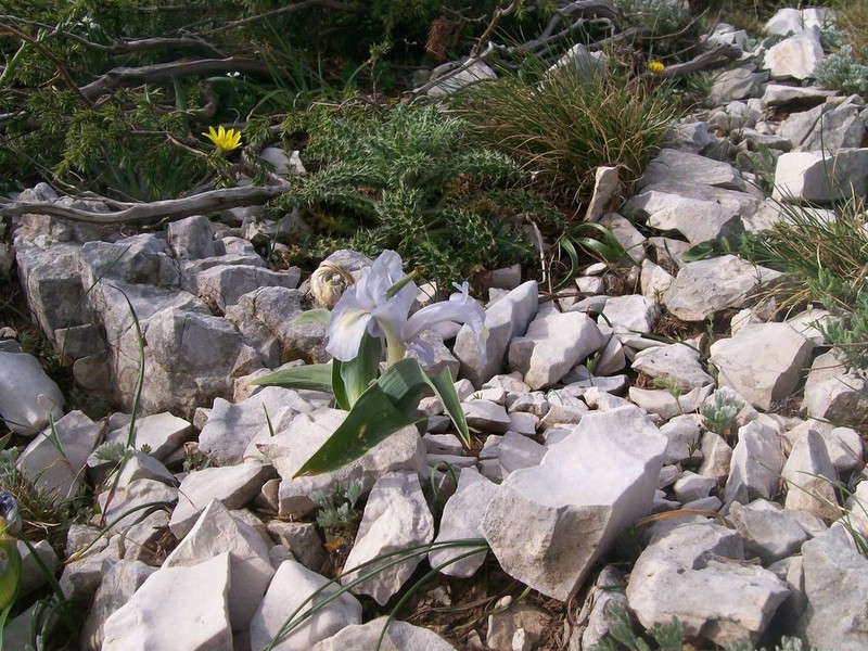 Iris nusairiensis photo 3