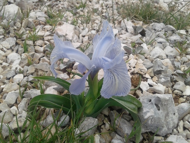 Iris nusairiensis photo 4