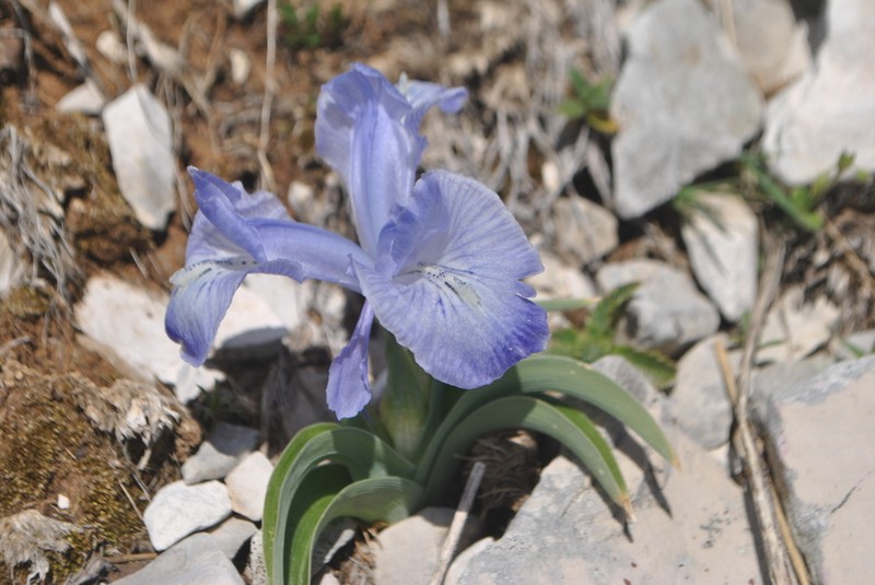 Iris nusairiensis photo 5