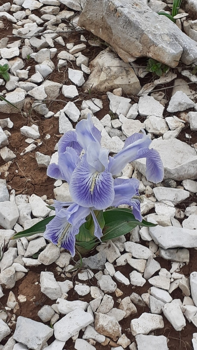 Iris nusairiensis photo 6