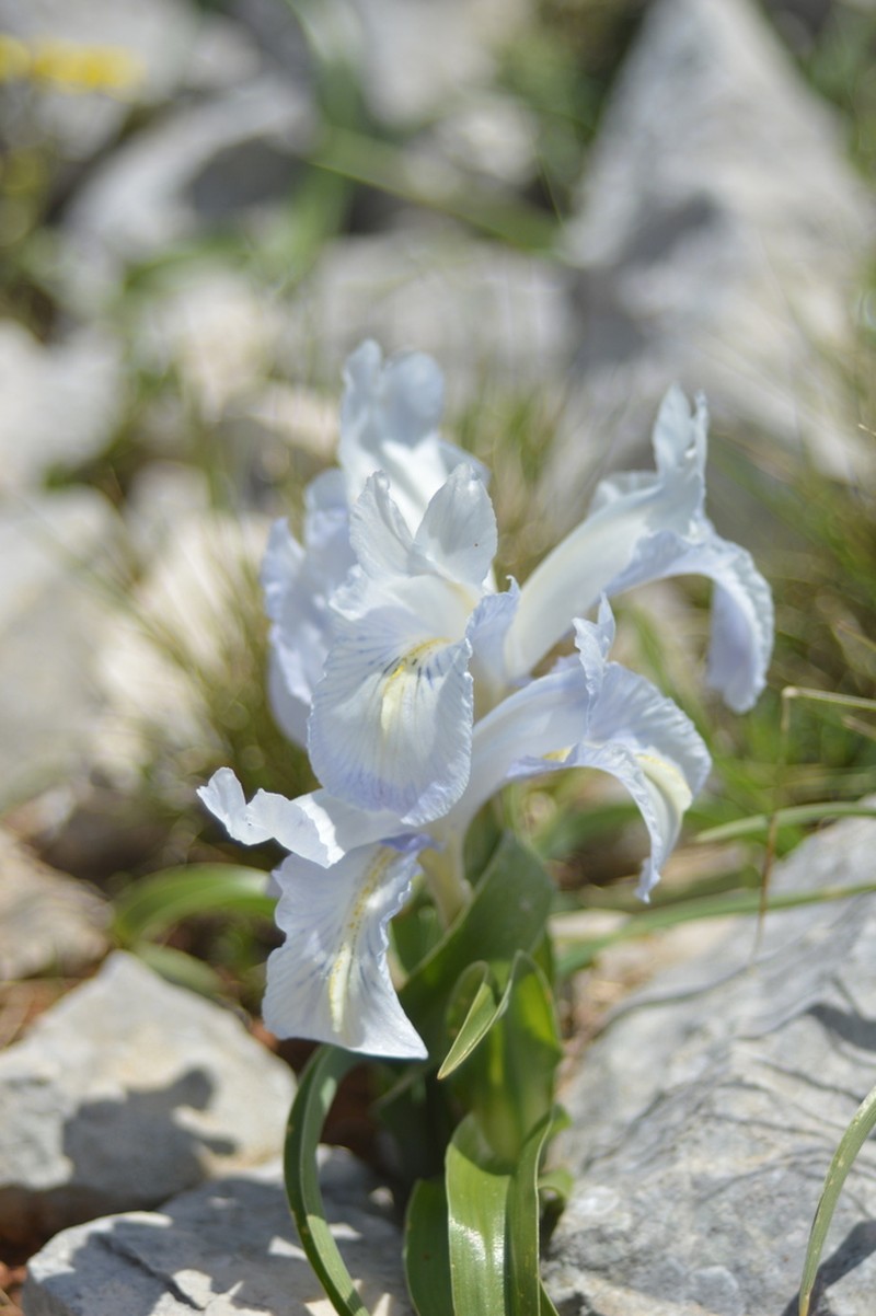 Iris nusairiensis photo 7