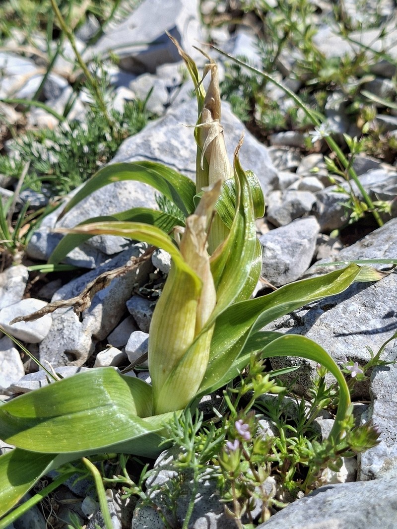 Iris nusairiensis photo 8