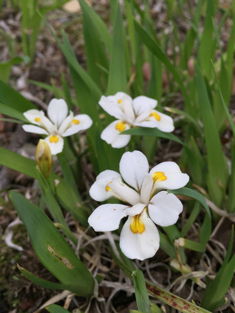 Iris odaesanensis