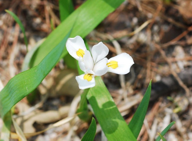 Iris odaesanensis photo 2