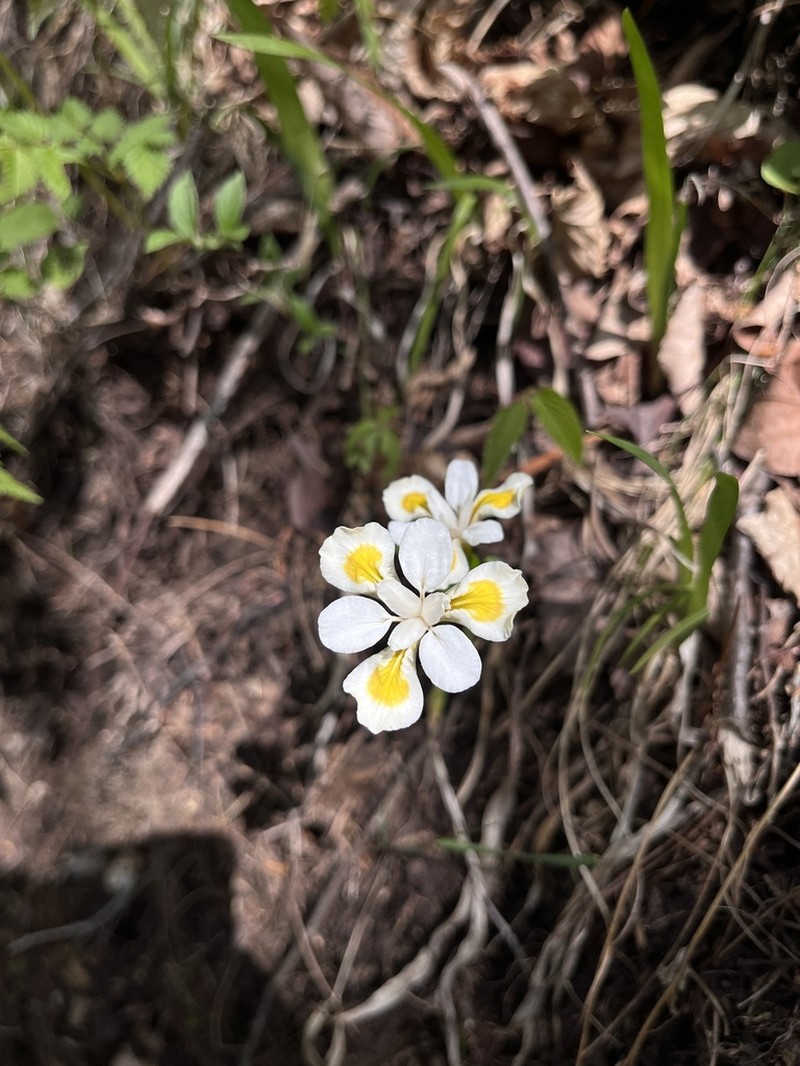 Iris odaesanensis photo 3