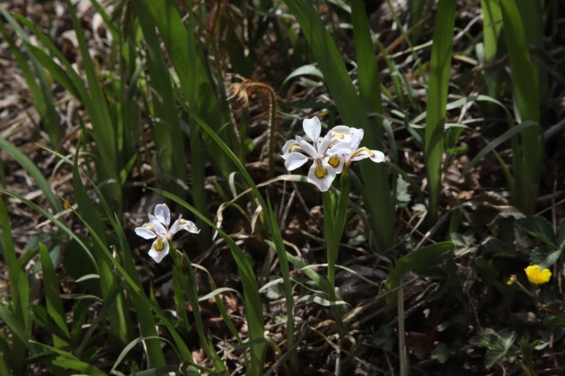 Iris odaesanensis photo 4