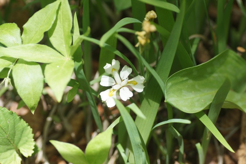 Iris odaesanensis photo 5