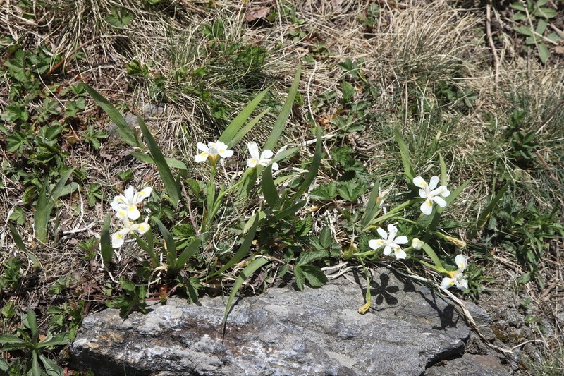 Iris odaesanensis photo 6