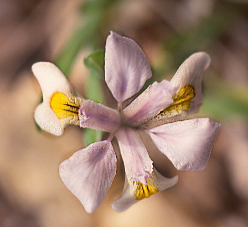 Iris odaesanensis photo 7