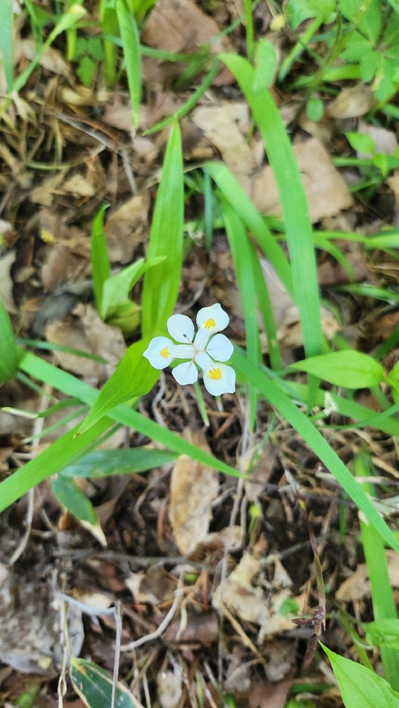 Iris odaesanensis photo 8
