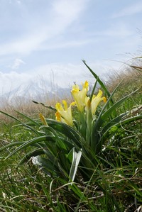 Iris orchioides