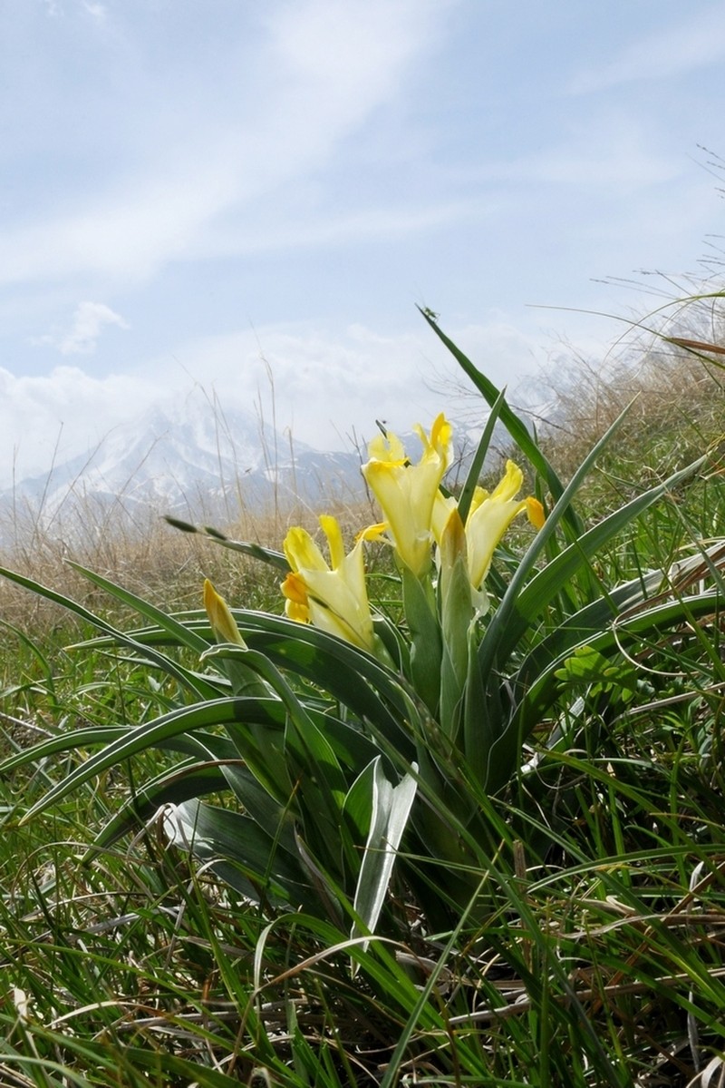 Iris orchioides
