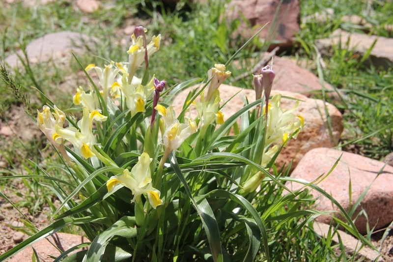 Iris orchioides photo 2