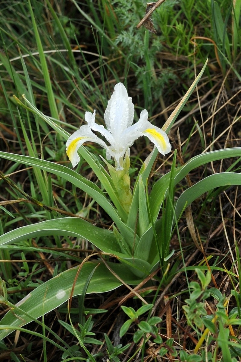 Iris orchioides photo 6