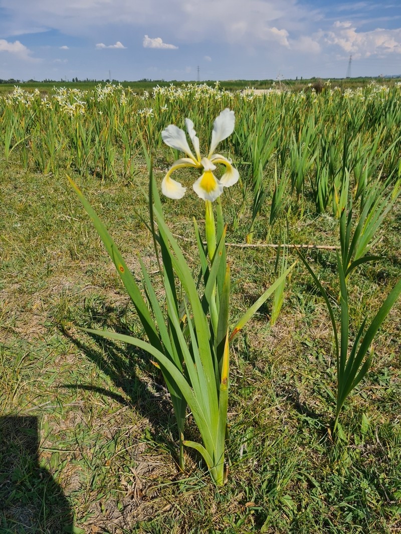 Yellowband Iris photo 5