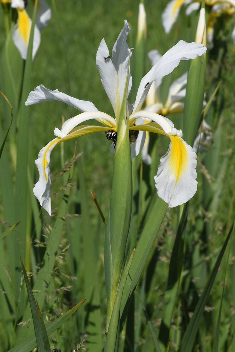 Yellowband Iris photo 6