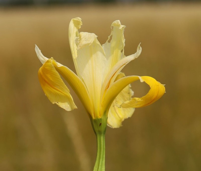 Yellowband Iris photo 7