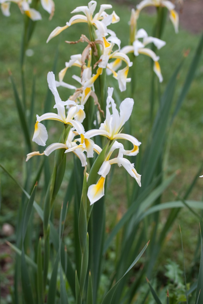 Yellowband Iris photo 3