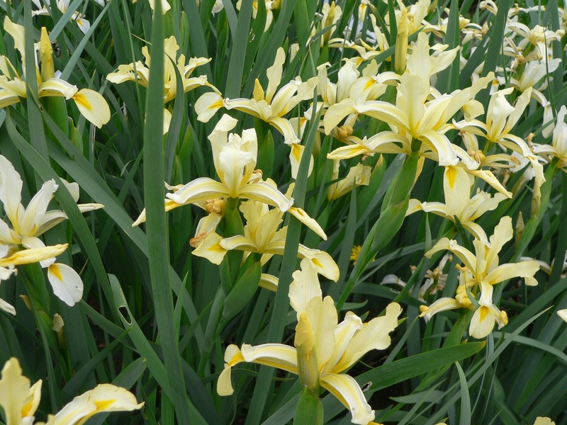 Yellowband Iris photo 2