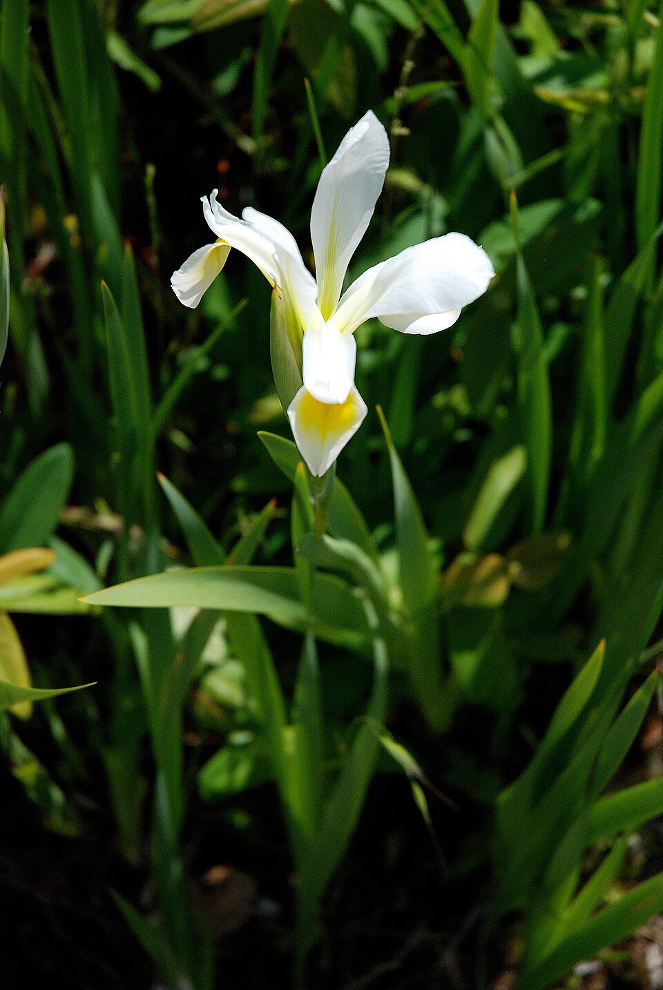 Yellowband Iris photo 4