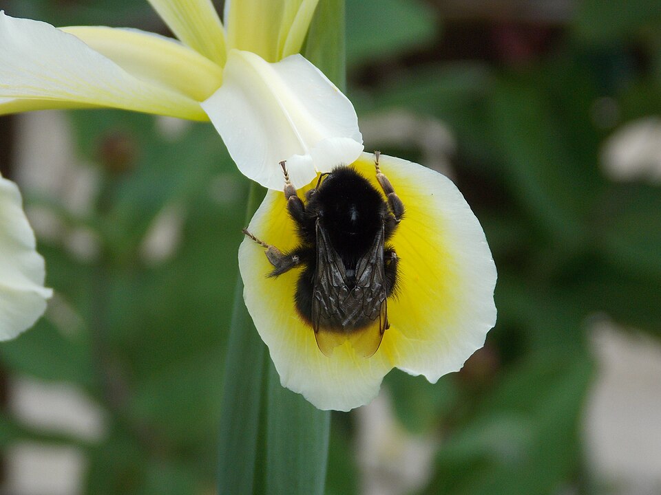 Yellowband Iris photo 5