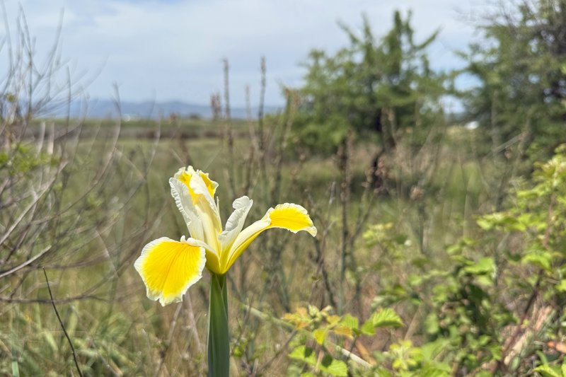 Yellowband Iris photo 6