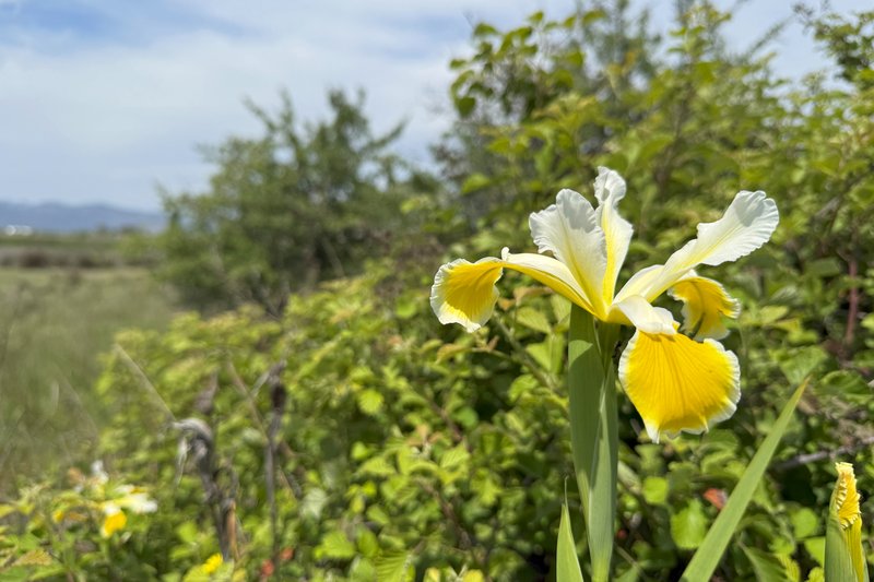 Yellowband Iris photo 7