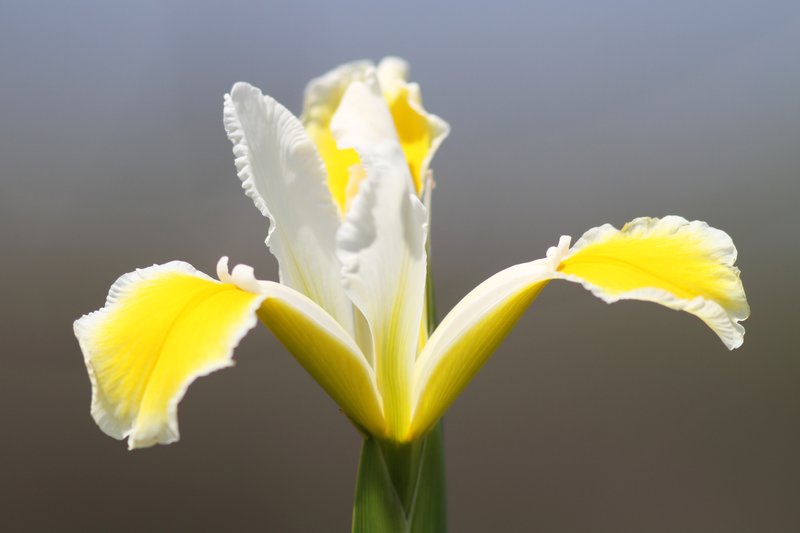 Yellowband Iris photo 8