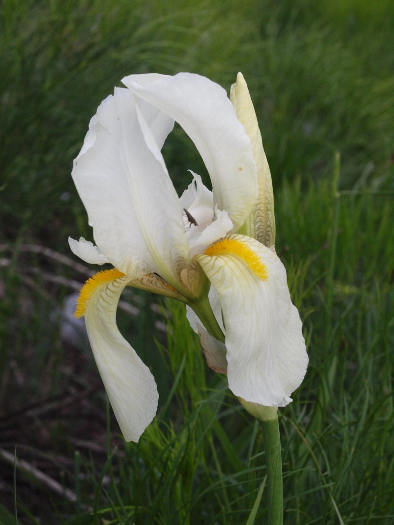 Iris orjenii