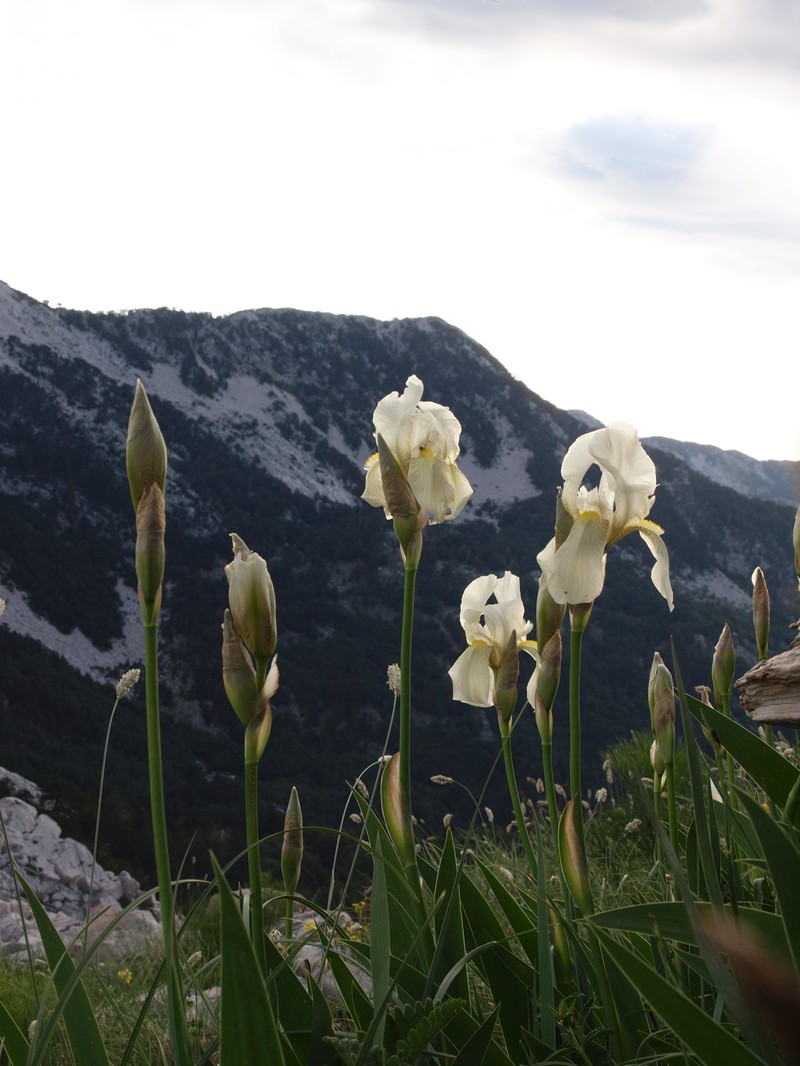Iris orjenii photo 2