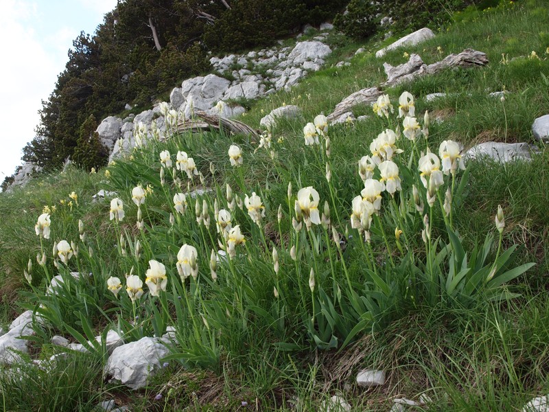 Iris orjenii photo 3