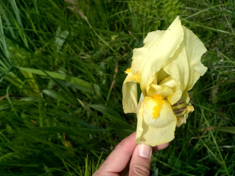 Iris orjenii photo 4
