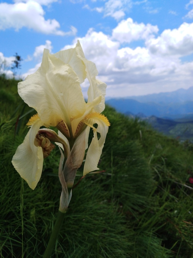 Iris orjenii photo 5