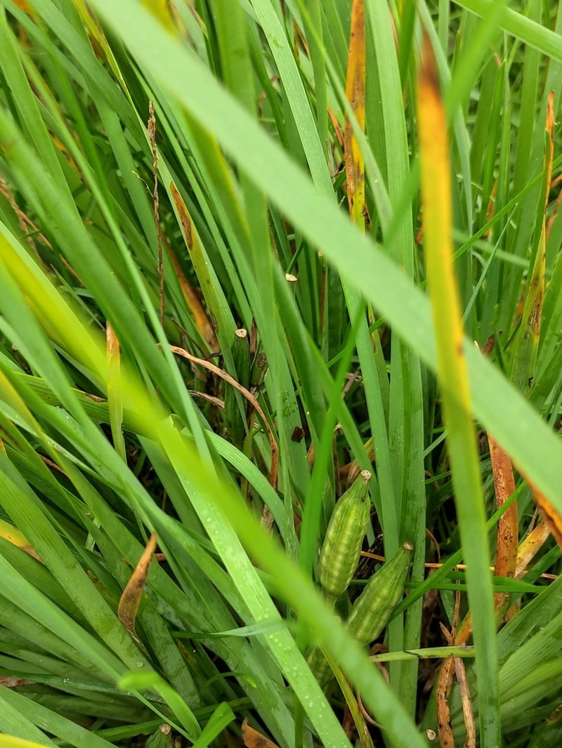 Iris oxypetala