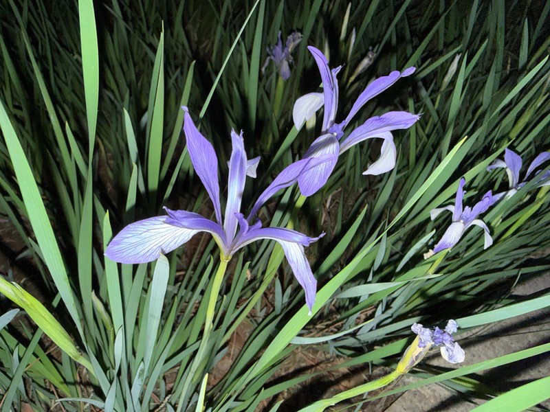 Iris oxypetala photo 2