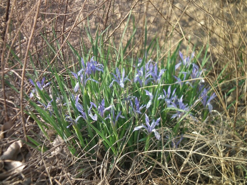 Iris oxypetala photo 3