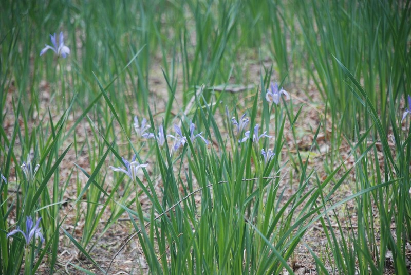 Iris oxypetala photo 4