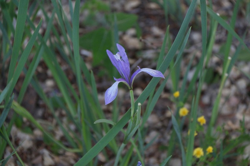 Iris oxypetala photo 5