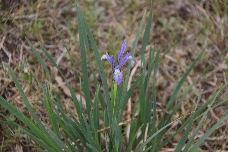 Iris oxypetala photo 6