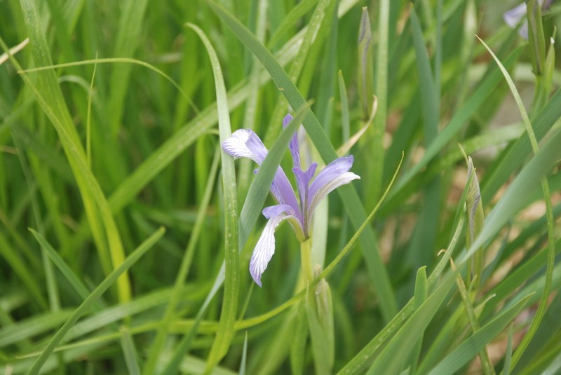 Iris oxypetala photo 7
