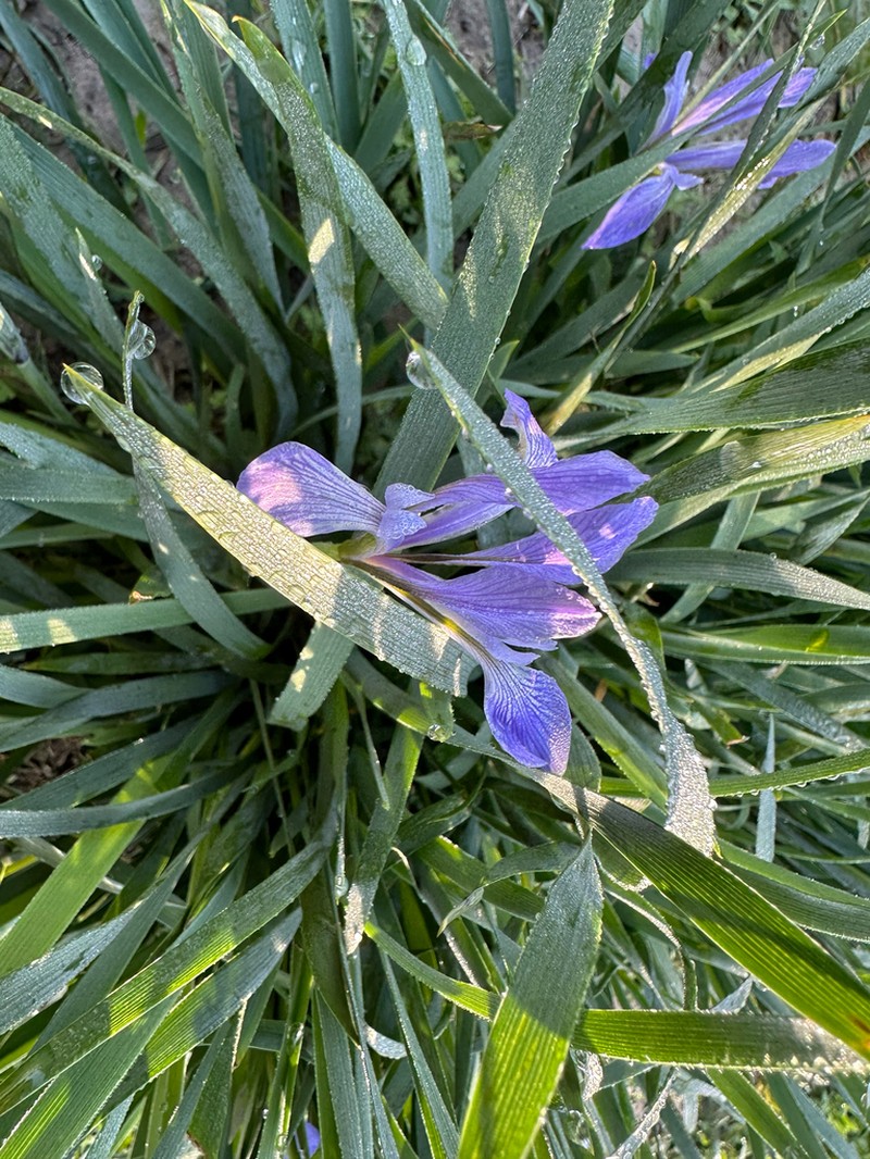 Iris oxypetala photo 8