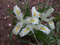 Iris palaestina