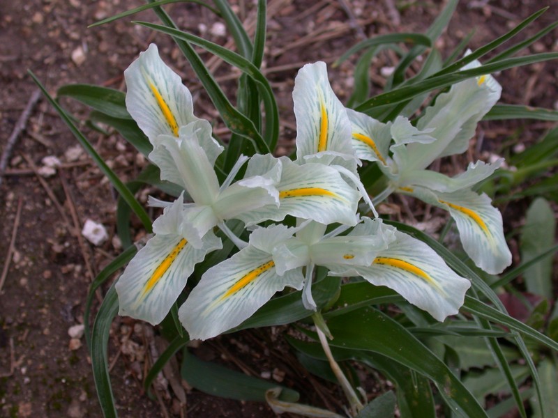 Iris palaestina