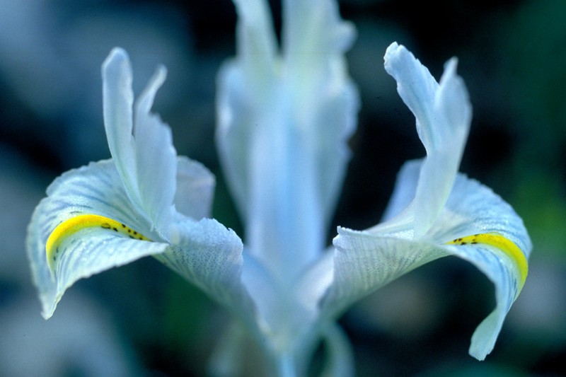 Iris palaestina photo 2