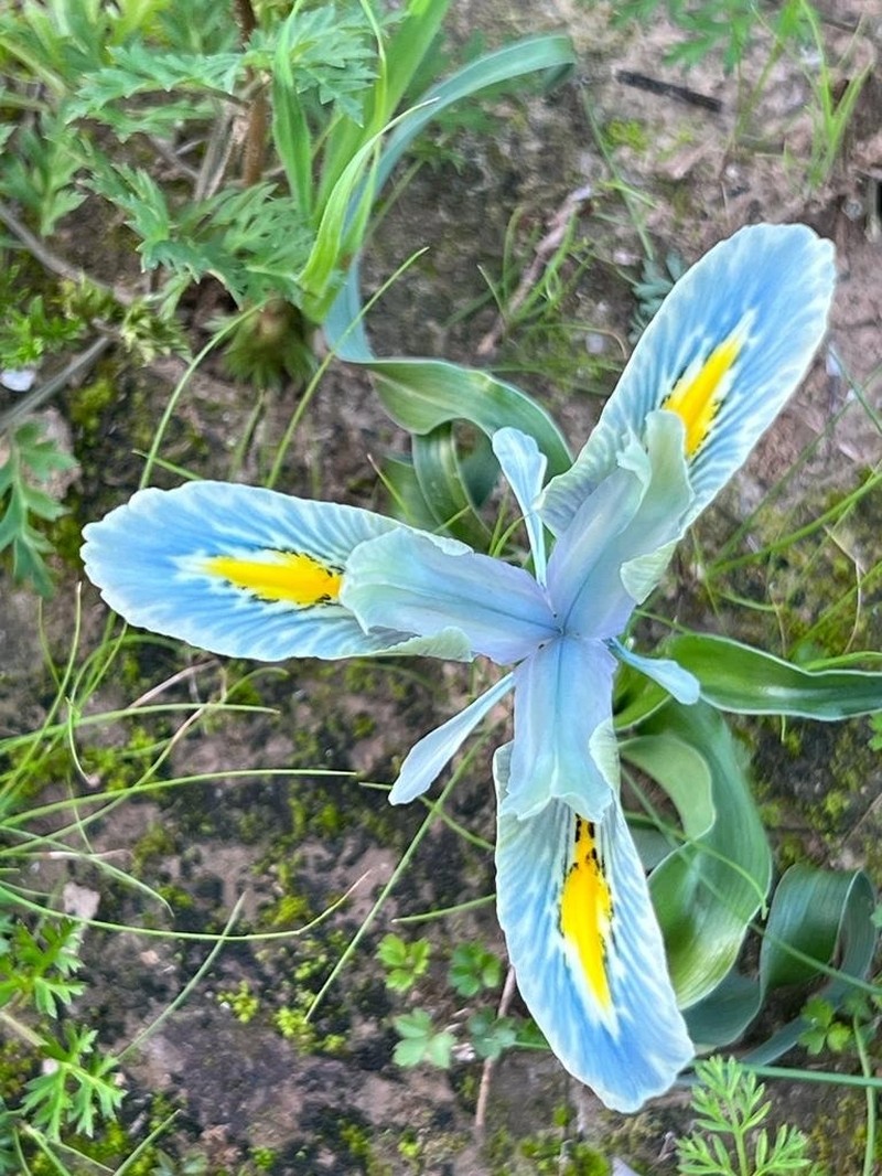 Iris palaestina photo 4