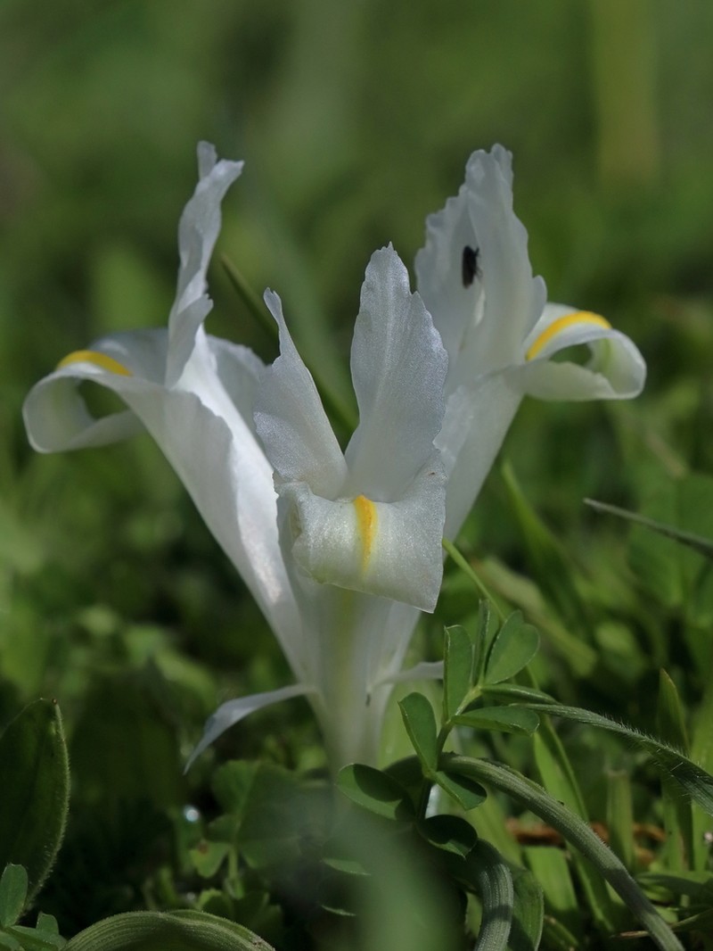 Iris palaestina photo 6