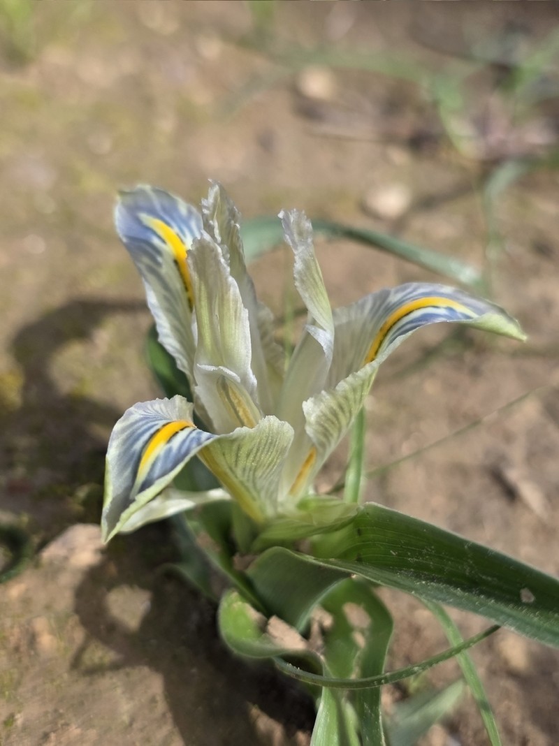 Iris palaestina photo 7